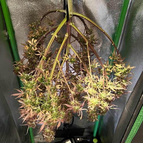 Forbidden Cherry Auto growlog timeline photo