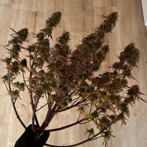 Forbidden Cherry Auto growlog timeline photo