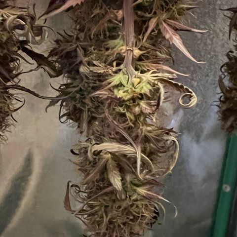Forbidden Cherry Auto growlog timeline photo