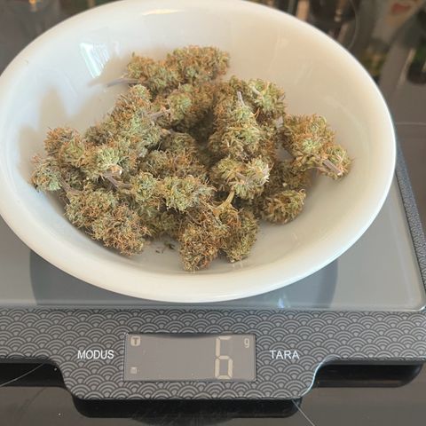 Forbidden Cherry Auto growlog photo: Insgesamt sind es nach vielen Fehlern und Lehrgeld 6 Gramm trockene Buds geworden. Auf die nächste Runde!