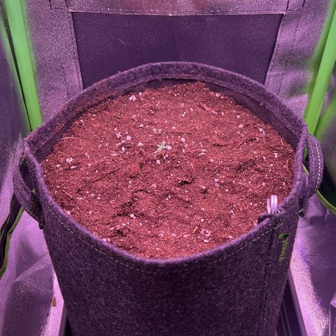 Forbidden Cherry Auto growlog photo: Heute nach 4 Tagen Keimung umgetopft in 11 Liter Stofftopf.