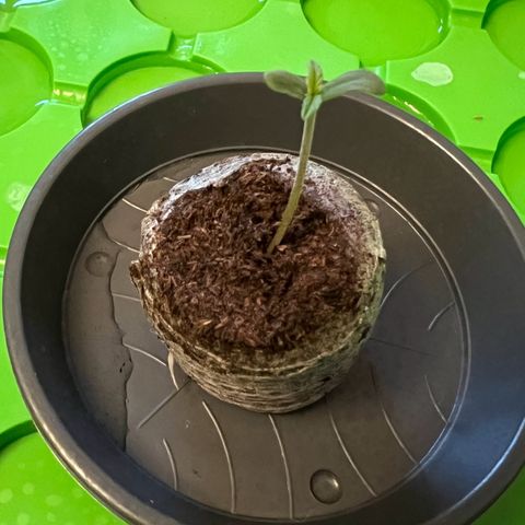 Forbidden Cherry Auto growlog photo: Heute nach 4 Tagen Keimung umgetopft in 11 Liter Stofftopf.