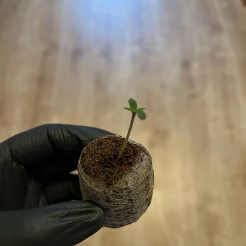 Forbidden Cherry Auto growlog photo: Heute nach 4 Tagen Keimung umgetopft in 11 Liter Stofftopf.