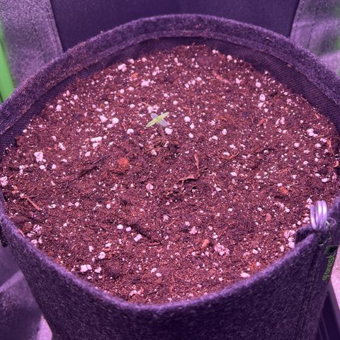 Forbidden Cherry Auto growlog timeline photo
