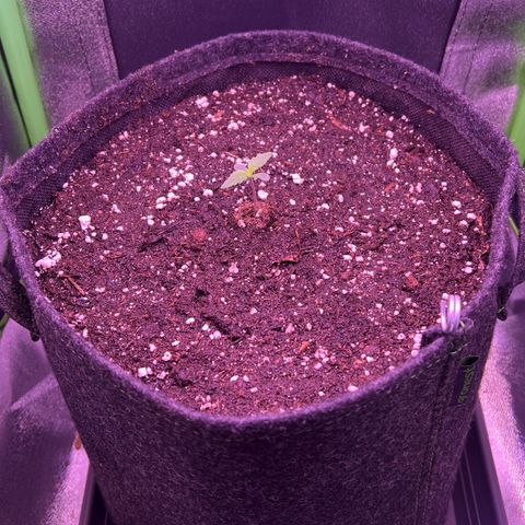 Forbidden Cherry Auto growlog timeline photo