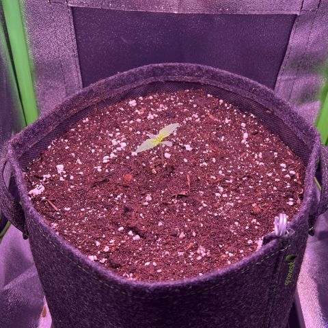 Forbidden Cherry Auto growlog timeline photo