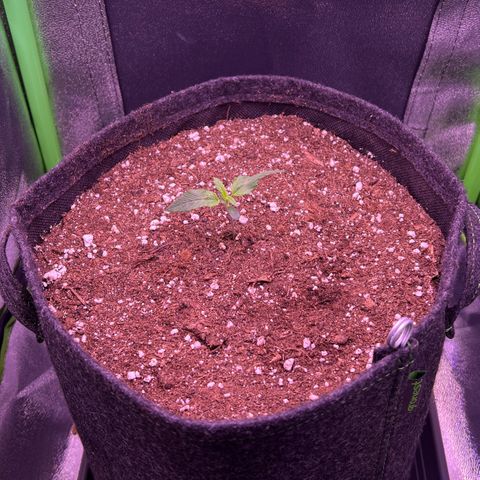 Forbidden Cherry Auto growlog timeline photo