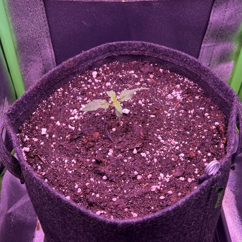 Forbidden Cherry Auto growlog timeline photo