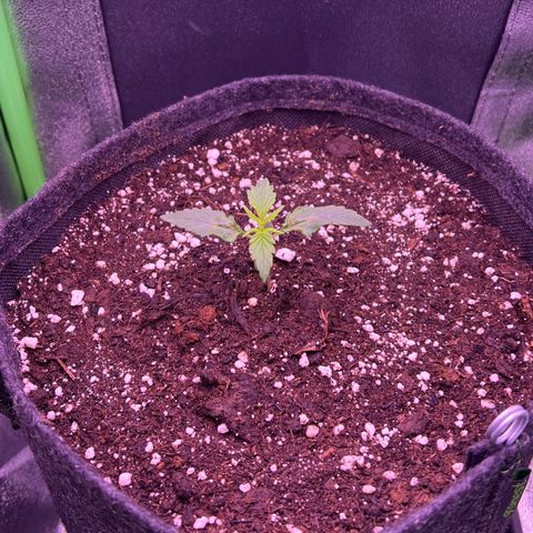 Forbidden Cherry Auto growlog timeline photo