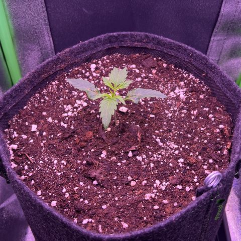 Forbidden Cherry Auto growlog timeline photo