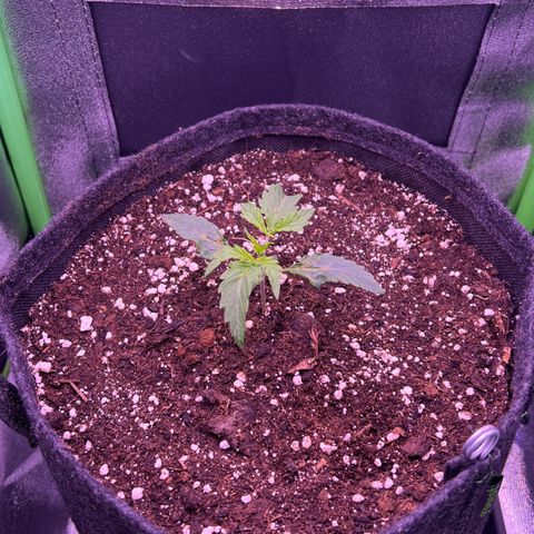 Forbidden Cherry Auto growlog timeline photo