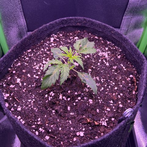 Forbidden Cherry Auto growlog timeline photo