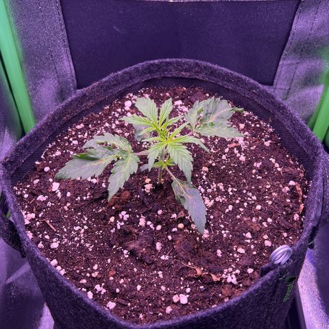 Forbidden Cherry Auto growlog timeline photo