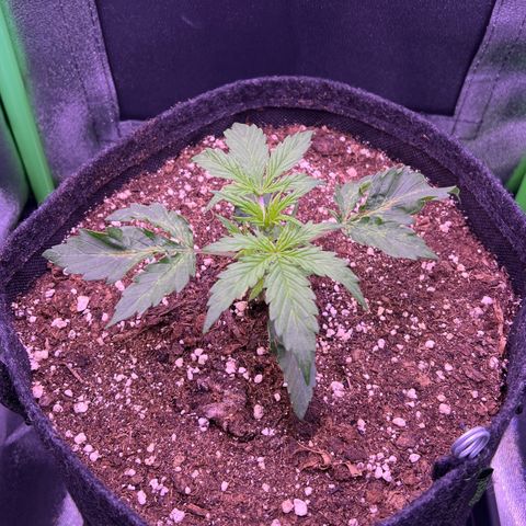 Forbidden Cherry Auto growlog timeline photo