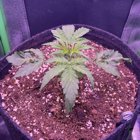 Forbidden Cherry Auto growlog timeline photo