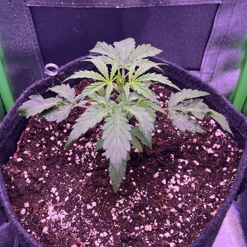 Forbidden Cherry Auto growlog timeline photo