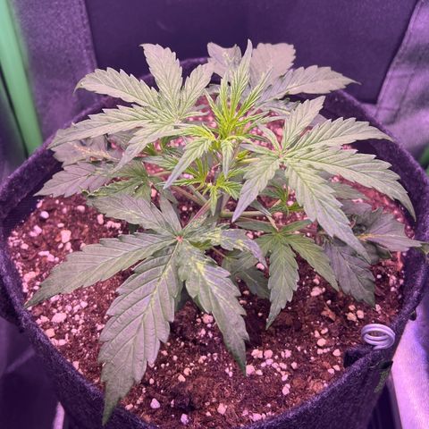 Forbidden Cherry Auto growlog timeline photo