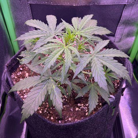 Forbidden Cherry Auto growlog timeline photo