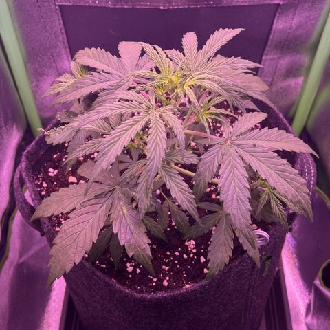 Forbidden Cherry Auto growlog timeline photo