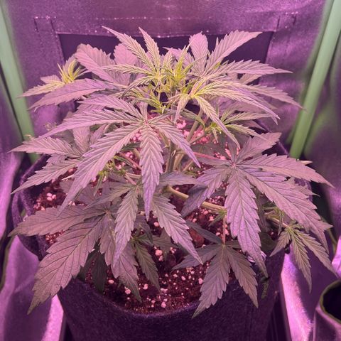 Forbidden Cherry Auto growlog timeline photo