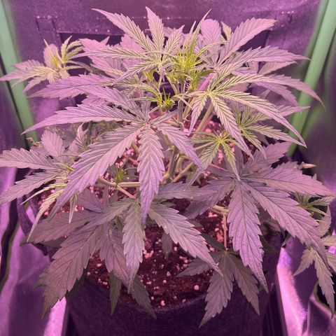 Forbidden Cherry Auto growlog timeline photo