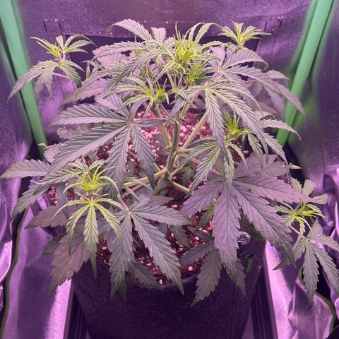 Forbidden Cherry Auto growlog timeline photo