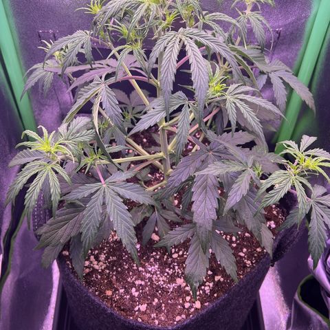Forbidden Cherry Auto growlog timeline photo