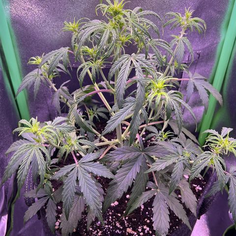 Forbidden Cherry Auto growlog timeline photo