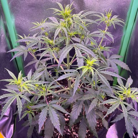 Forbidden Cherry Auto growlog timeline photo