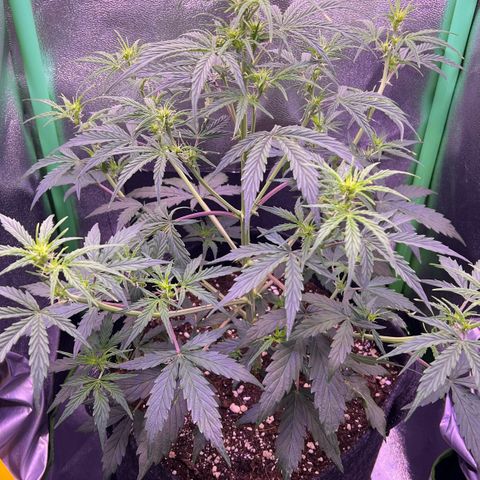 Forbidden Cherry Auto growlog timeline photo