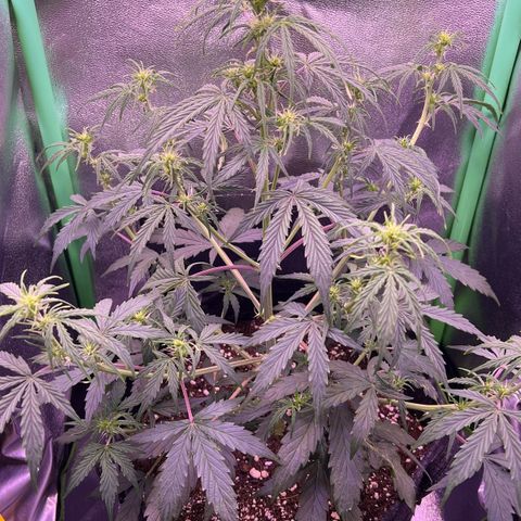 Forbidden Cherry Auto growlog timeline photo