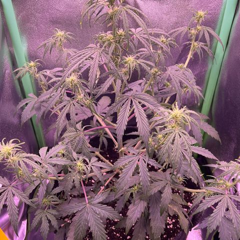 Forbidden Cherry Auto growlog timeline photo