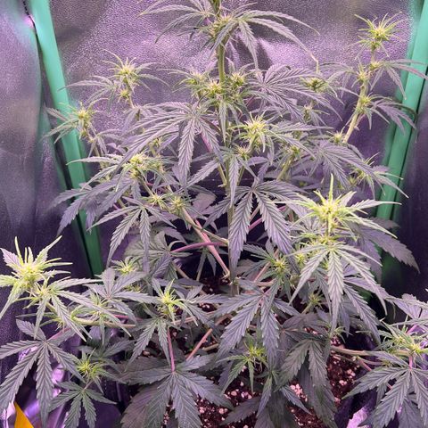 Forbidden Cherry Auto growlog timeline photo