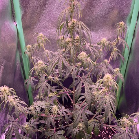 Forbidden Cherry Auto growlog timeline photo