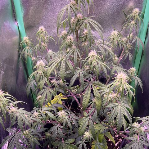 Forbidden Cherry Auto growlog timeline photo