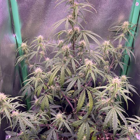 Forbidden Cherry Auto growlog timeline photo