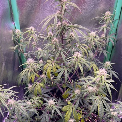 Forbidden Cherry Auto growlog timeline photo