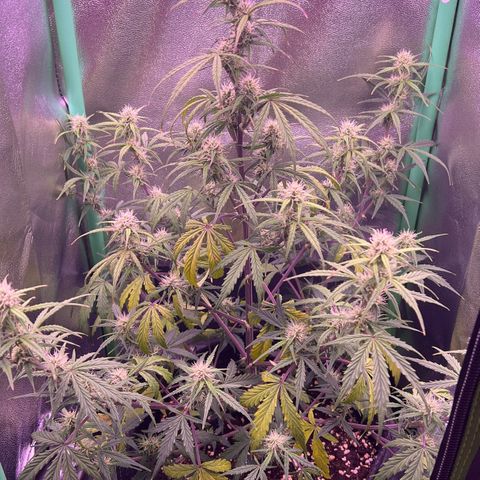 Forbidden Cherry Auto growlog timeline photo