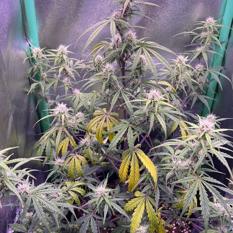 Forbidden Cherry Auto growlog timeline photo