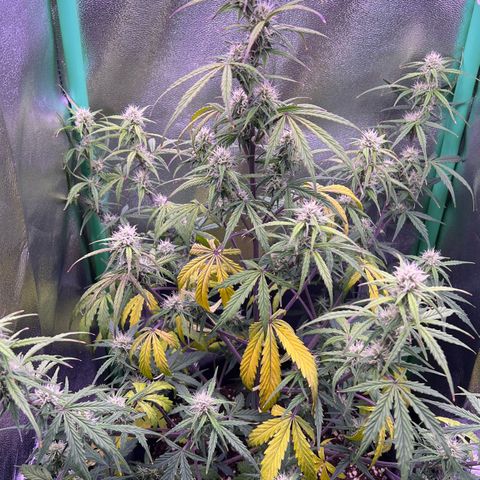 Forbidden Cherry Auto growlog timeline photo