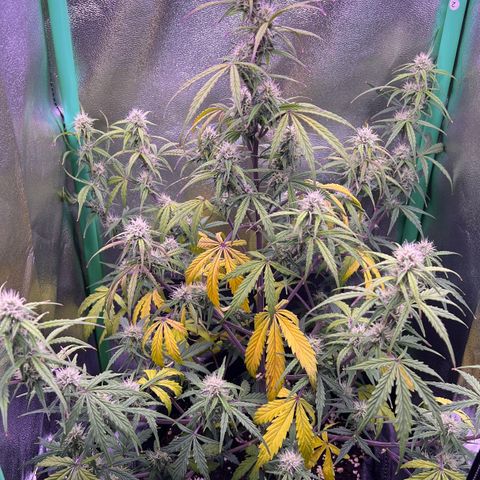 Forbidden Cherry Auto growlog timeline photo