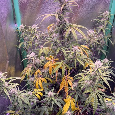 Forbidden Cherry Auto growlog timeline photo
