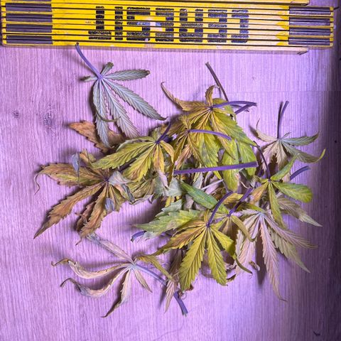 Forbidden Cherry Auto growlog timeline photo