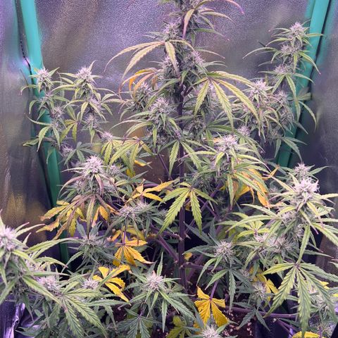 Forbidden Cherry Auto growlog timeline photo
