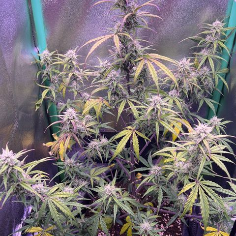 Forbidden Cherry Auto growlog timeline photo
