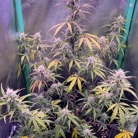 Forbidden Cherry Auto growlog timeline photo