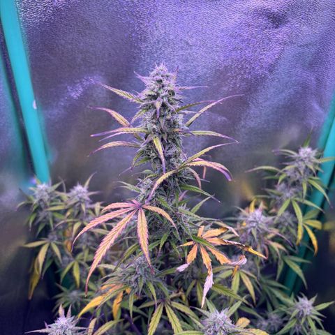 Forbidden Cherry Auto growlog timeline photo