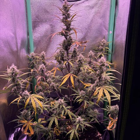 Forbidden Cherry Auto growlog timeline photo
