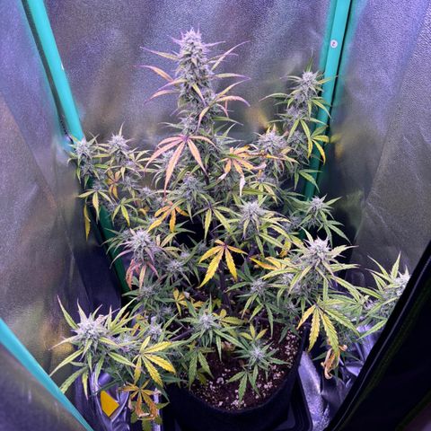 Forbidden Cherry Auto growlog timeline photo