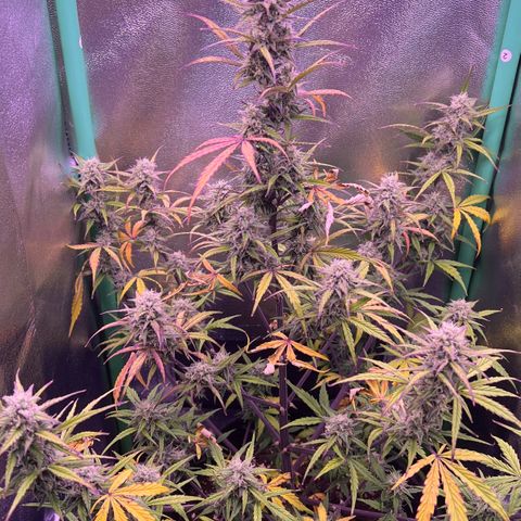 Forbidden Cherry Auto growlog timeline photo